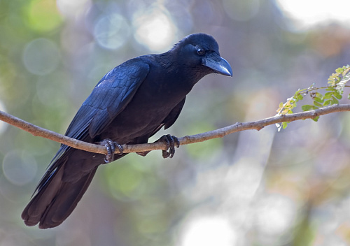 ��� �� Jungle Crow